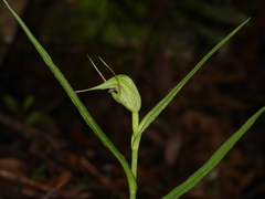 Pterostylis agathicola