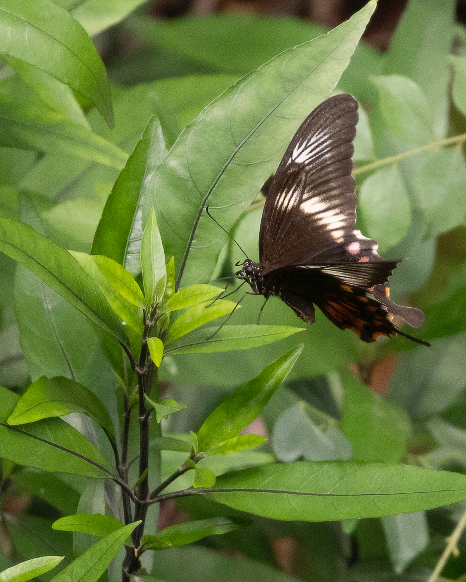Common Mormon