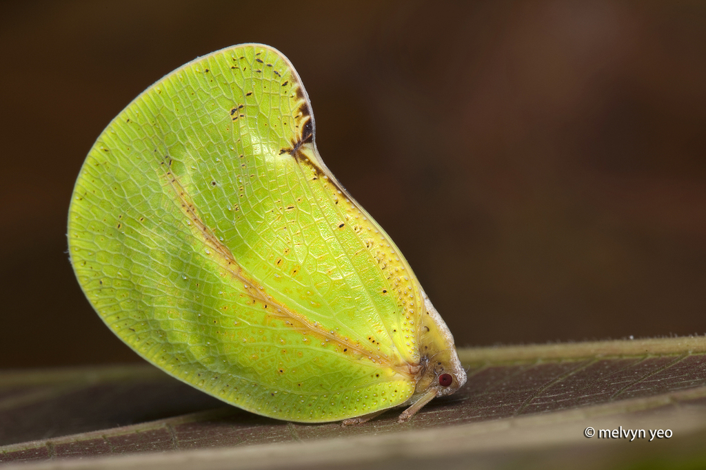 Dermoflata rotundata