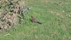 Quiscalus mexicanus