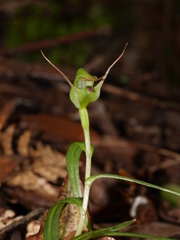 Pterostylis agathicola