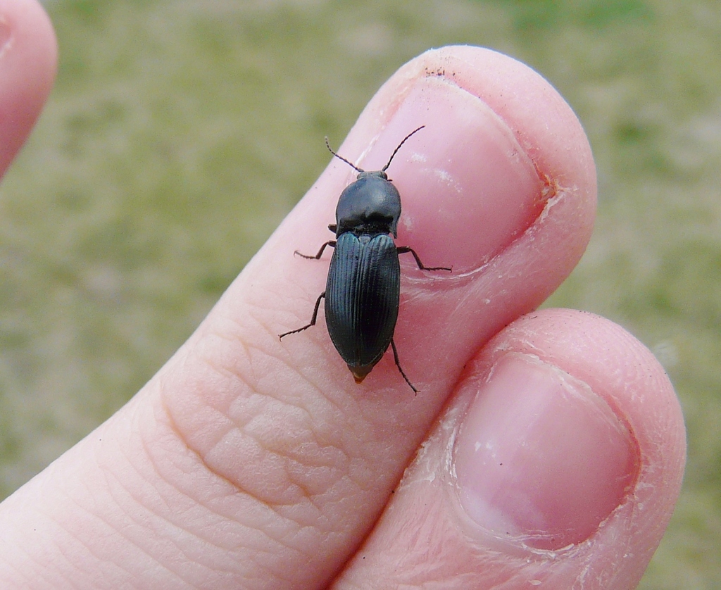 Northern Sapphire-winged Click Beetle