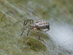 Dictynomorpha strandi