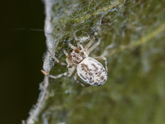 Dictynomorpha strandi