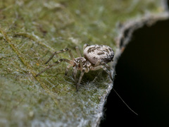 Dictynomorpha strandi