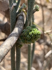Pyrenacantha kaurabassana image
