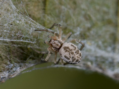 Dictynomorpha strandi