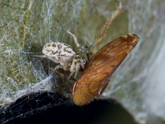 Dictynomorpha strandi