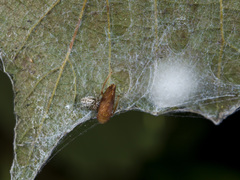 Dictynomorpha strandi