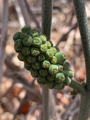Pyrenacantha kaurabassana image