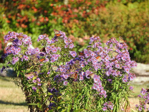 Monarch photographed in Maine