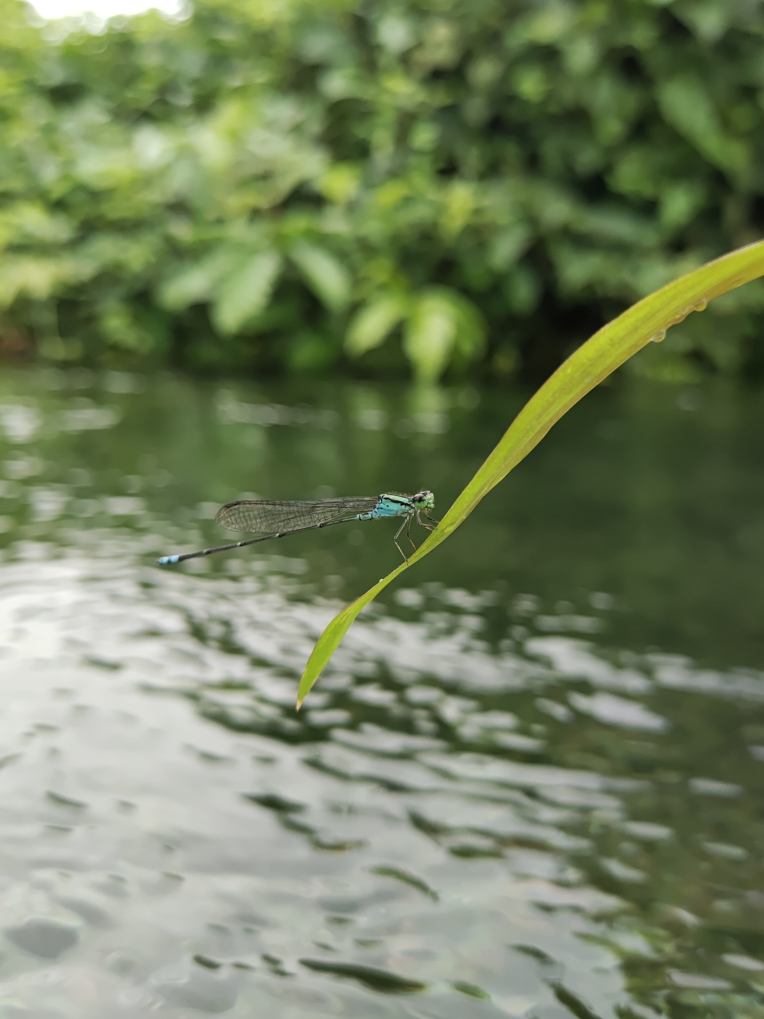 Yellow-Striped Sprite