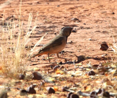 Crested Bellbird