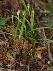 Pterostylis agathicola