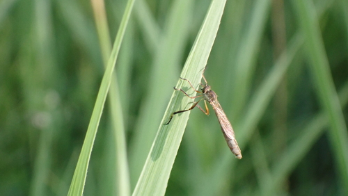Slender Striped Robberfly, Blokhoeve, Nieuwegein, Nederland, photo 8 of 10