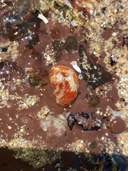 Haliotis coccoradiata