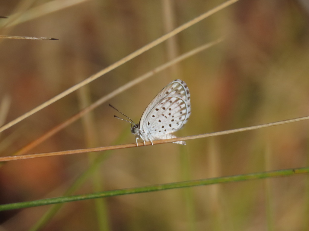 Spotted Dusky-Blue