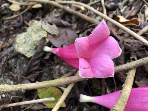 Tecomanthe dendrophila, photograph 4