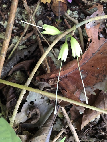 Tecomanthe dendrophila, photograph 3