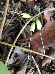 Tecomanthe dendrophila