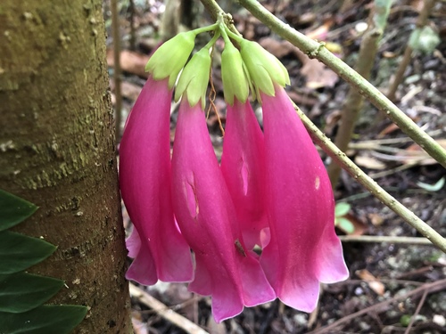 New Guinea trumpet vine (Tecomanthe dendrophila)