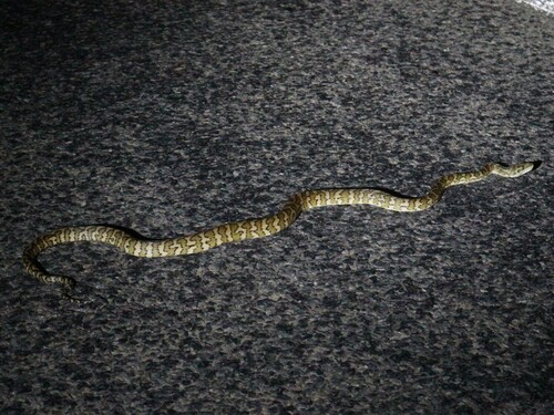 Coastal Carpet Python sighting