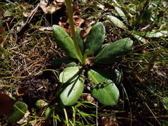 Erigeron vernus