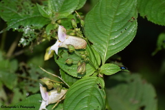 Impatiens devendrae