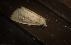 Lophocalama neuritis