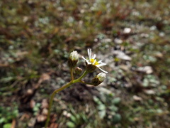Erigeron vernus