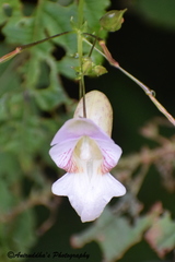 Impatiens devendrae