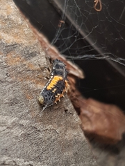 Harmonia axyridis