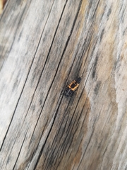Harmonia axyridis