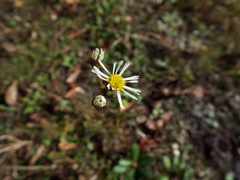 Erigeron vernus