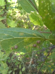 Celticecis capsularis