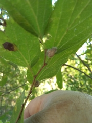 Celticecis capsularis