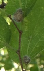 Celticecis capsularis