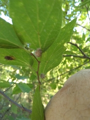 Celticecis capsularis