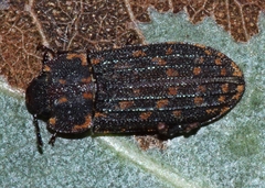 Leperina monilata