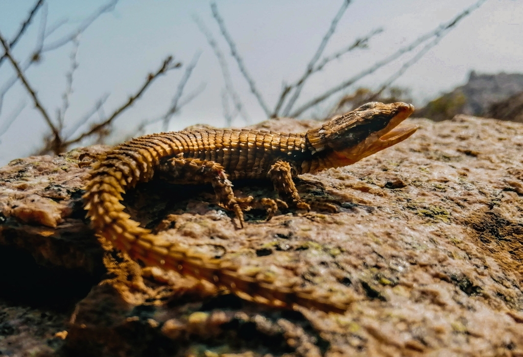 Kaokoveld Girdled Lizard