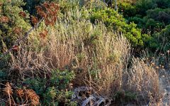 Pseudodictamnus acetabulosus