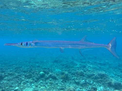 Houndfish — seen at this dive site