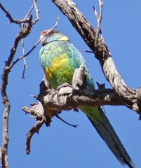 Barnardius zonarius zonarius