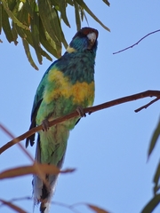 Barnardius zonarius zonarius