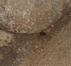 Hottentotta judaicus