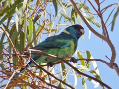 Barnardius zonarius zonarius