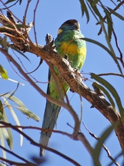 Barnardius zonarius zonarius