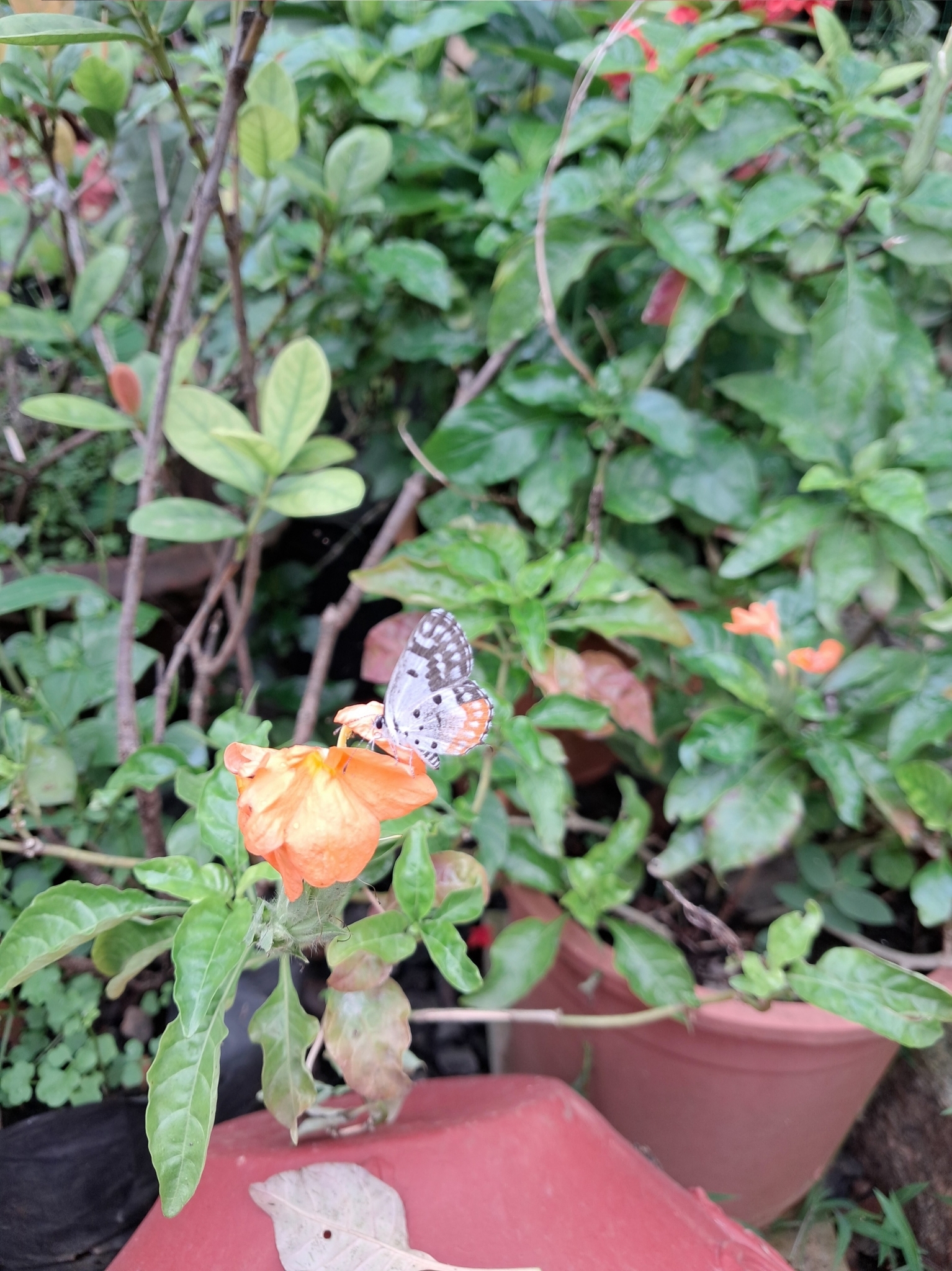 Red Pierrot