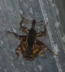 Conotrachelus anaglypticus