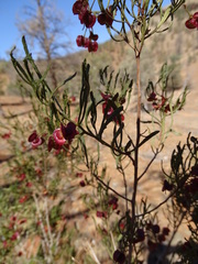 Dodonaea lobulata